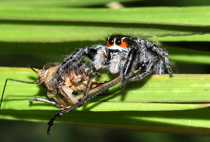 Salticidae: Pellenes sp.  - Paradisia (Grecia)